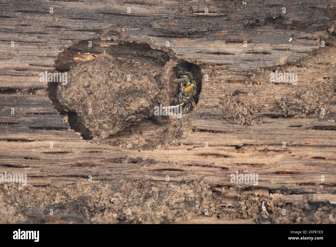 Nido di ape sudore (Augochlora pura) in tronco marcio, ingresso alla camera sulla destra, Fort Washington State Park, Montgomery County, Pennsylvania, Stati Uniti, giugno. Foto Stock