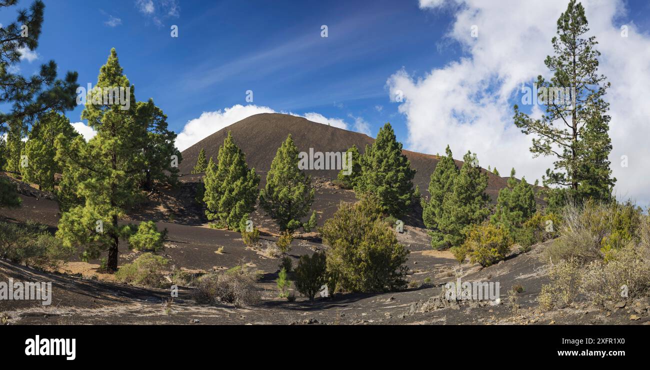Arena Negras, Parco Nazionale del Teide, Tenerife, Isole Canarie, Spagna Foto Stock