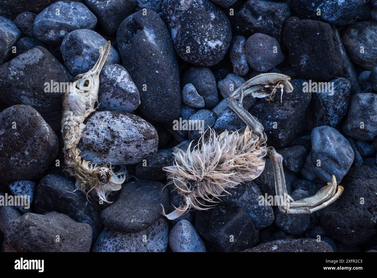 Grebe (Podiceps nigricollis), isola Paoha, lago Mono. California, Stati Uniti. Settembre. Foto Stock