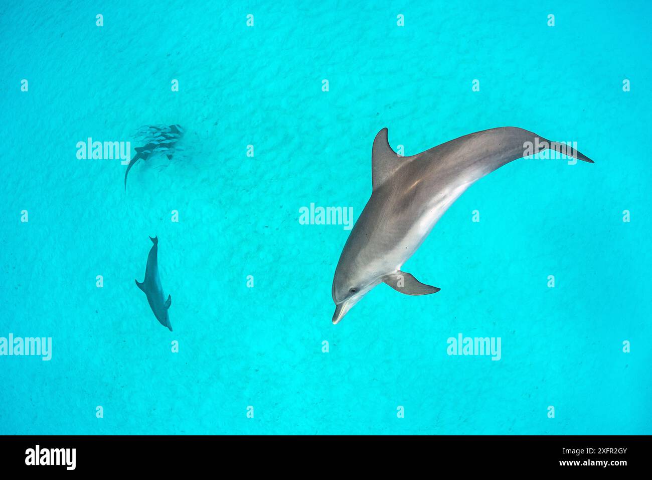 Due delfini atlantici (Stenella frontalis) che cacciano una scuola di pesci palometa (Trachinotus goodei) che hanno circondato uno squalo nutrice (Ginglymostoma cirratum) per proteggerli. South Bimini, Bahamas. Il Santuario Nazionale degli squali delle Bahamas. Corrente del Golfo, Oceano Atlantico occidentale. Foto Stock