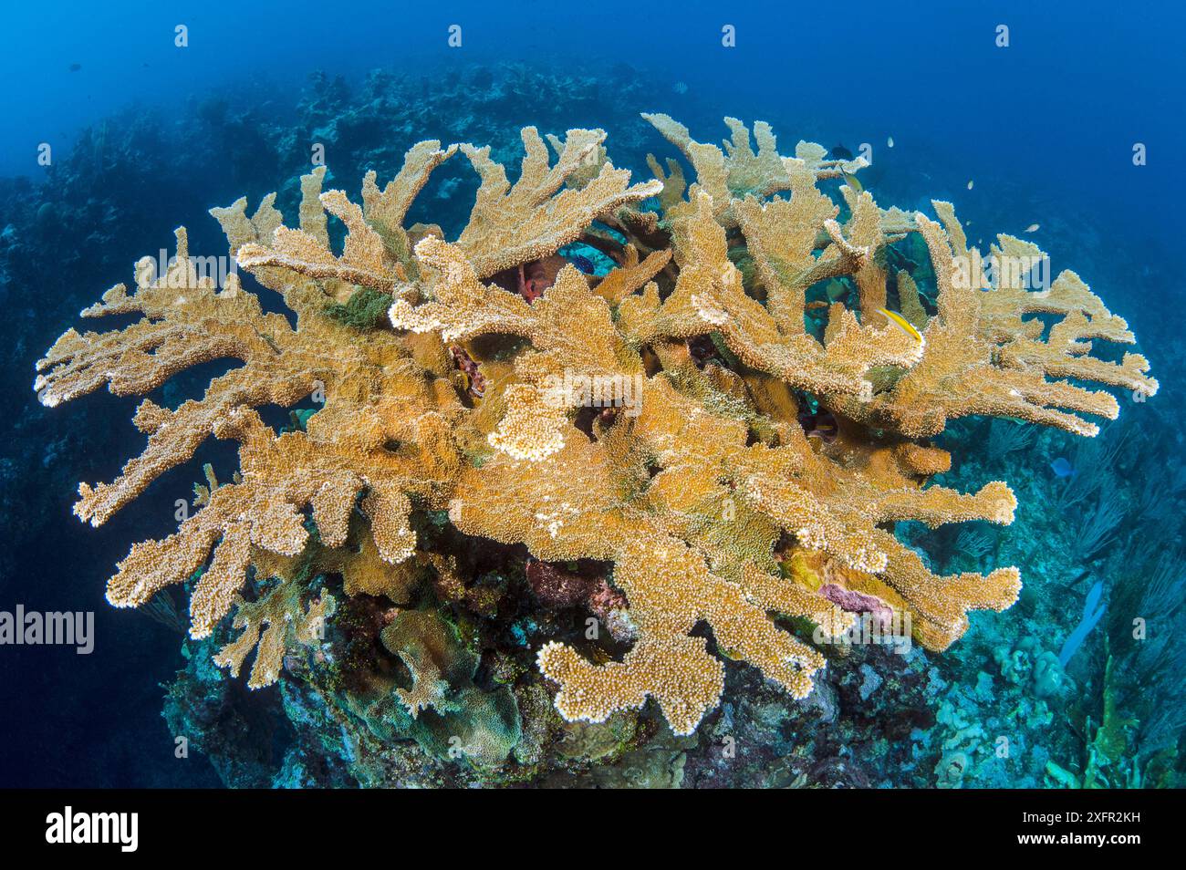 Vista di una colonia di coralli di Elkhorn (Acropora palmata) che cresce su una barriera corallina. La crescita di questa foto rappresenta la crescita di 11 anni dall'uragano Ivan nel 2004, che ha livellato la colonia. East End, Grand Cayman, Isole Cayman. Indie occidentali britanniche. Mar dei Caraibi. Foto Stock