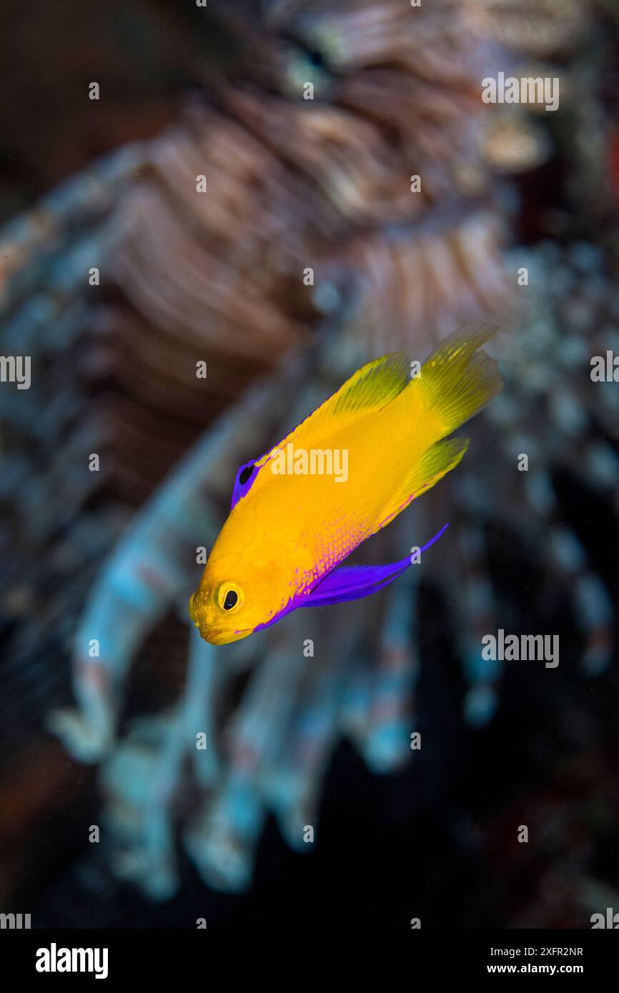 Ritratto del raro fagotto d'oro (gamma dejongi) fotografato di fronte a un pesce leone (Pterois volitans). Jardines de la Reina, Giardini del Parco Nazionale della Regina, Cuba. Mar dei Caraibi. Foto Stock