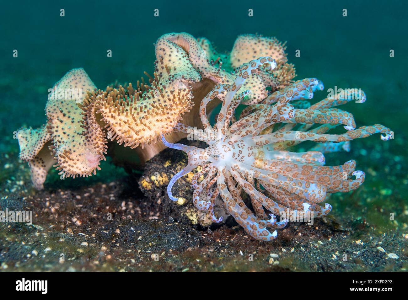 Nudibranco a energia solare (Phyllodesmium longicirrum) che si nutre di corallo in pelle di fungo (Sarcophyton sp.). Bitung, Sulawesi settentrionale, Indonesia. Stretto di Lembeh, Mare delle Molucche Foto Stock