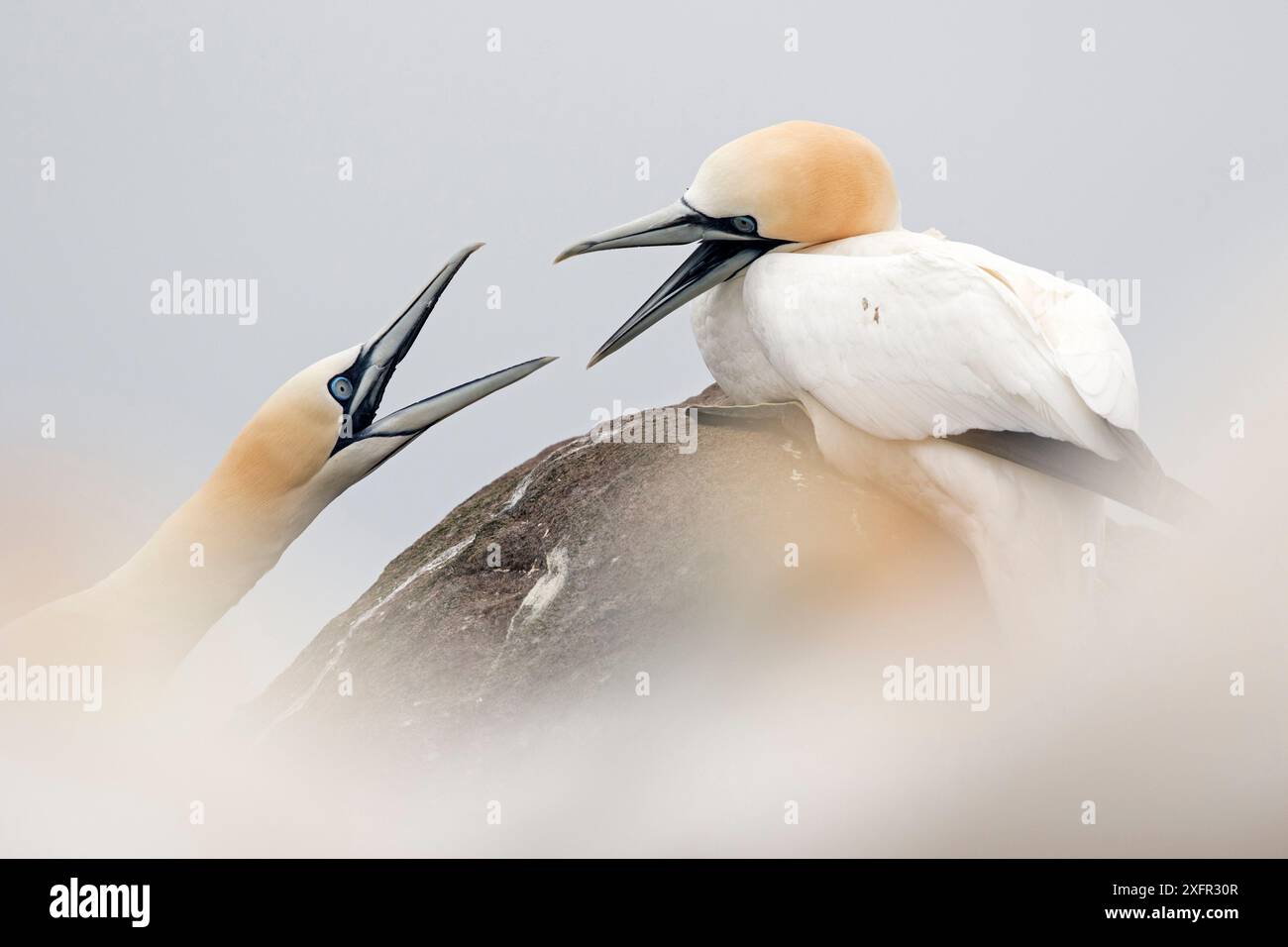 Gannet (Morus bassanus) Two Birds Fighting, Great Saltee, Saltee Islands, County Wexford, Irlanda. Giugno Foto Stock