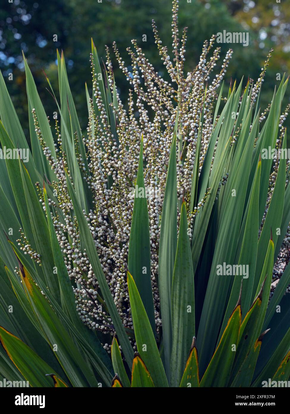 Cavolo-palma (Cordyline australis) in giardino. Originario della nuova Zelanda. Foto Stock