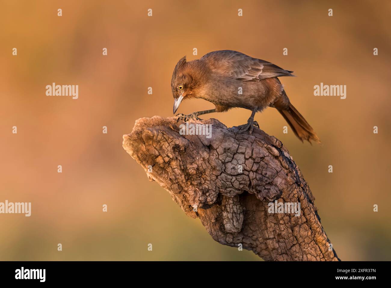 Brown cacholote (Pseudoseisura lophotes), Calden Forest, la Pampa, Argentina Foto Stock