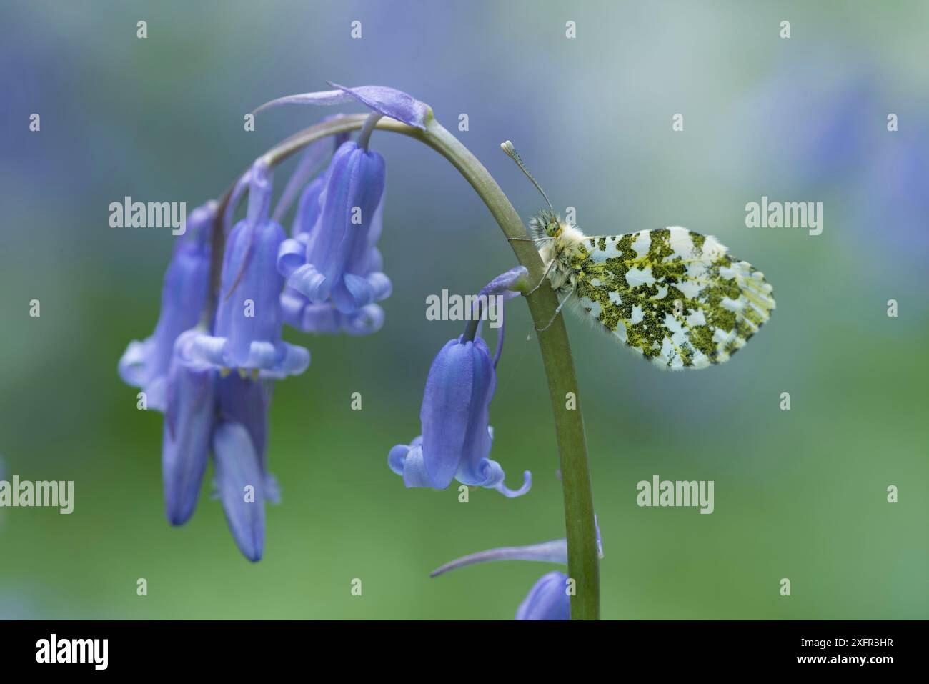 Farfalla a punta arancione (Anthocharis cardamines) femmina su fiore Bluebell (Hyacinthoides non-scripta) Clare Glen, County Armagh, maggio. Foto Stock