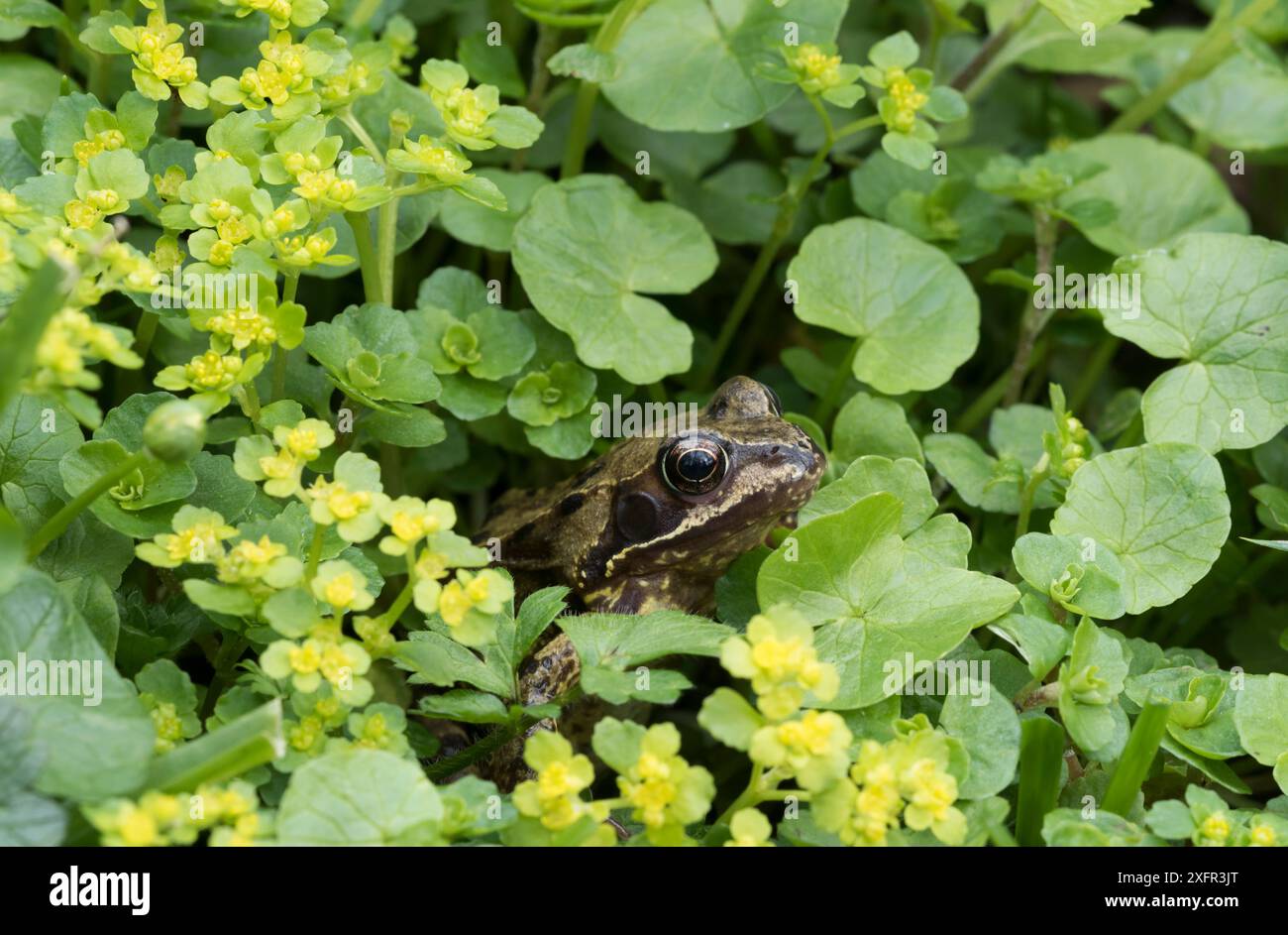 Rana comune europea (Rana temporaria) nascosta nella vegetazione, Clare Glen, Tandragee, Contea di Armagh, Irlanda del Nord. Foto Stock