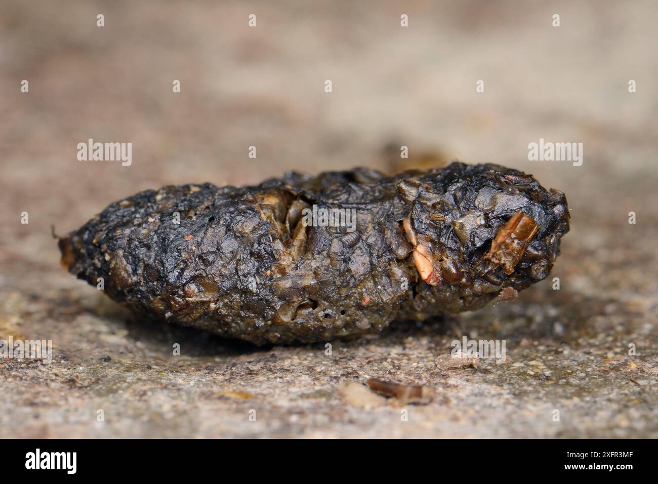 Feci di Hedgehog (Erinaceus europaeus) su un percorso di giardino con parti di insetti non digerite visibili, Chippenham, Wiltshire, Regno Unito, settembre. Foto Stock