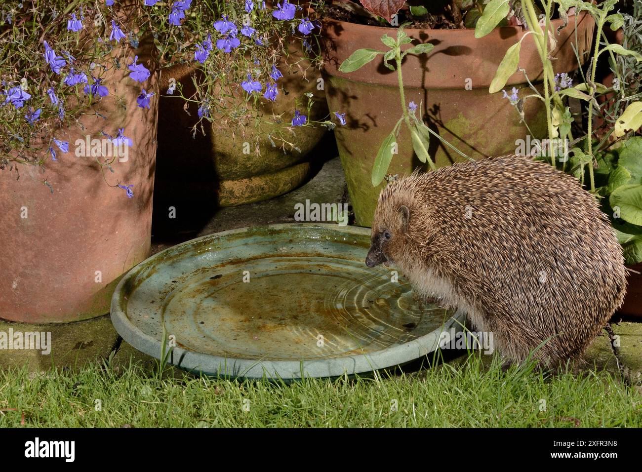 Hedgehog (Erinaceus europaeus) che beve dalla ciotola dell'acqua lasciata su un patio per i ricci, di notte, Chippenham, Wiltshire, Regno Unito, agosto. Scattata con una trappola per telecamera remota. Proprietà rilasciata. Foto Stock