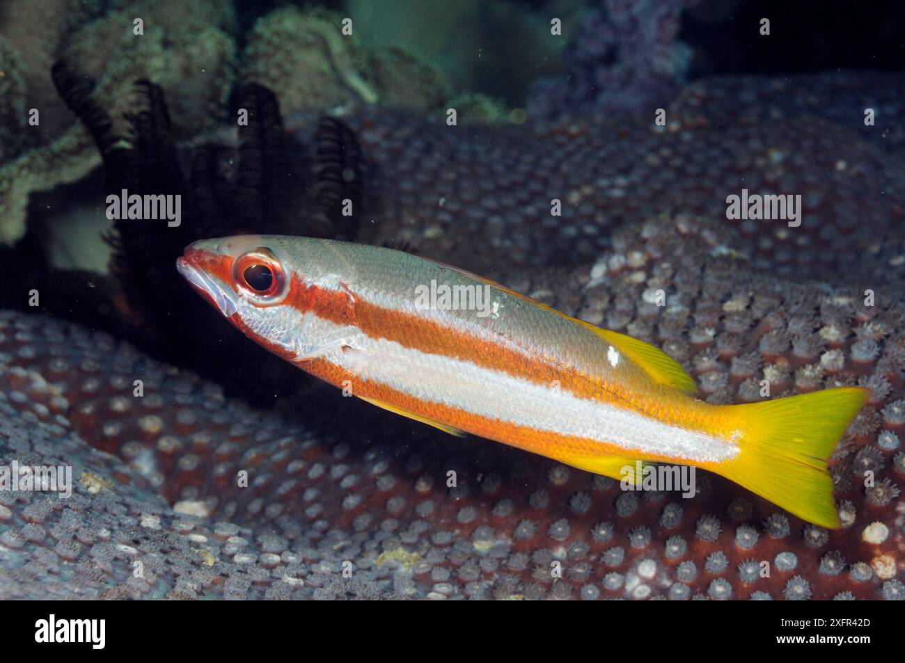 Dentice a due punti (Lutjanus biguttatus), Triton Bay, vicino a Kaimana, Papua Occidentale, Indonesia Foto Stock