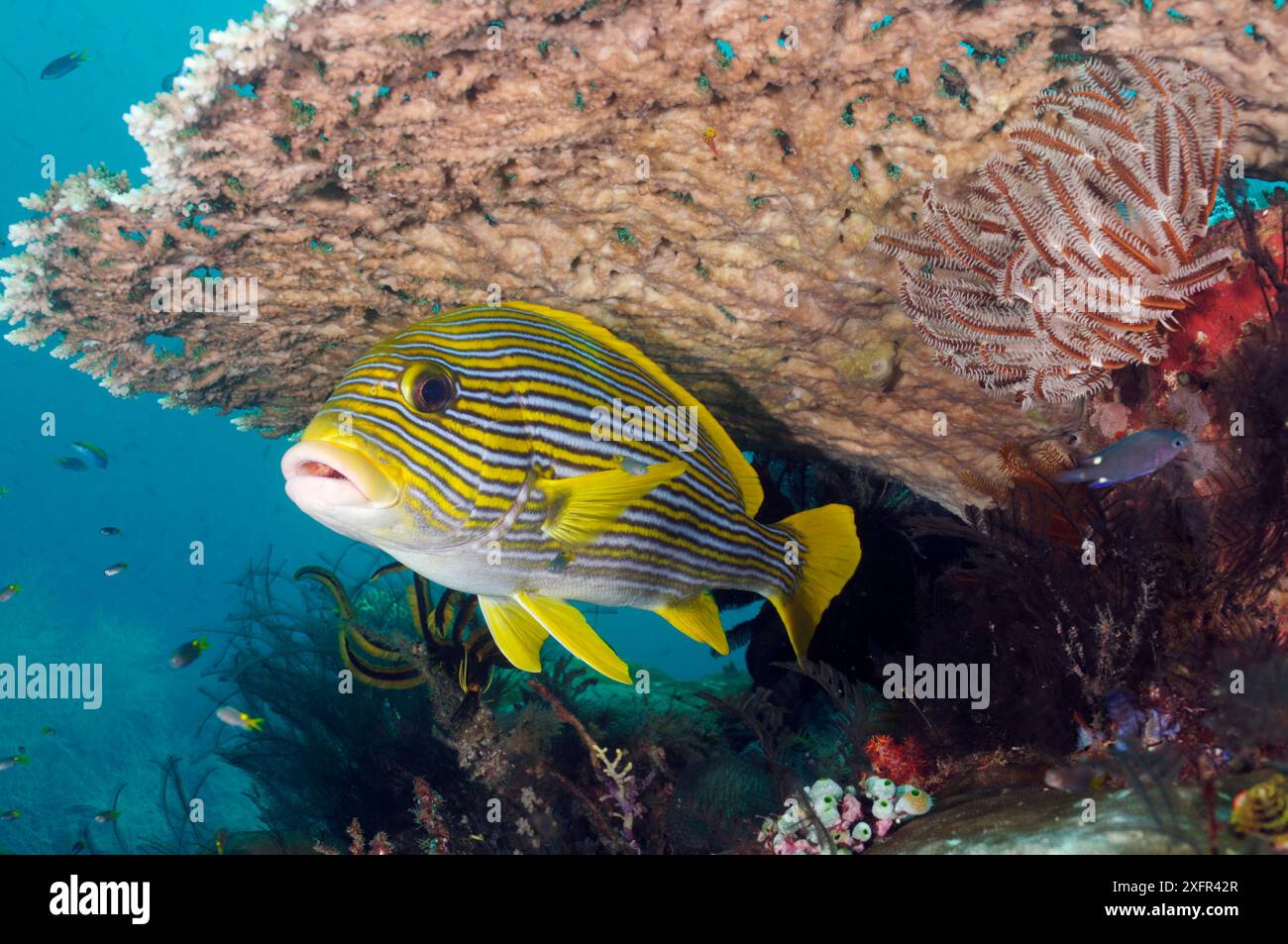 Dolcificanti a nastro (Plectorhinchus polytaenia), baia di Triton, vicino a Kaimana, Papua Occidentale, Indonesia Foto Stock