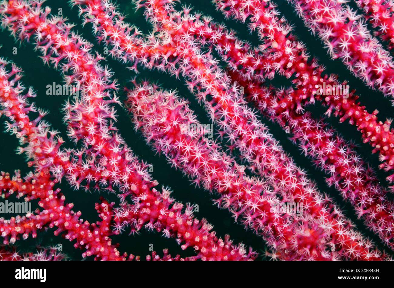 Ventilatore marino (gorgonie coralline), Triton Bay, vicino a Kaimana, Papua Occidentale, Indonesia Foto Stock