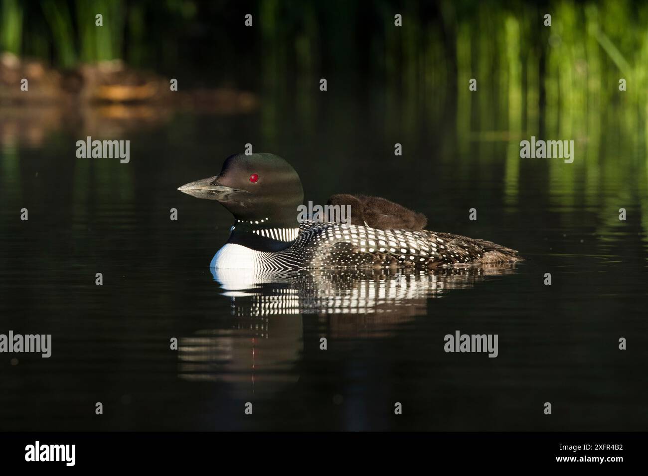 Loon comune per adulti (Gavia immer) con pulcino sonnolento sulla schiena, sul lago, New Hampshire, Stati Uniti. Non ex. Foto Stock