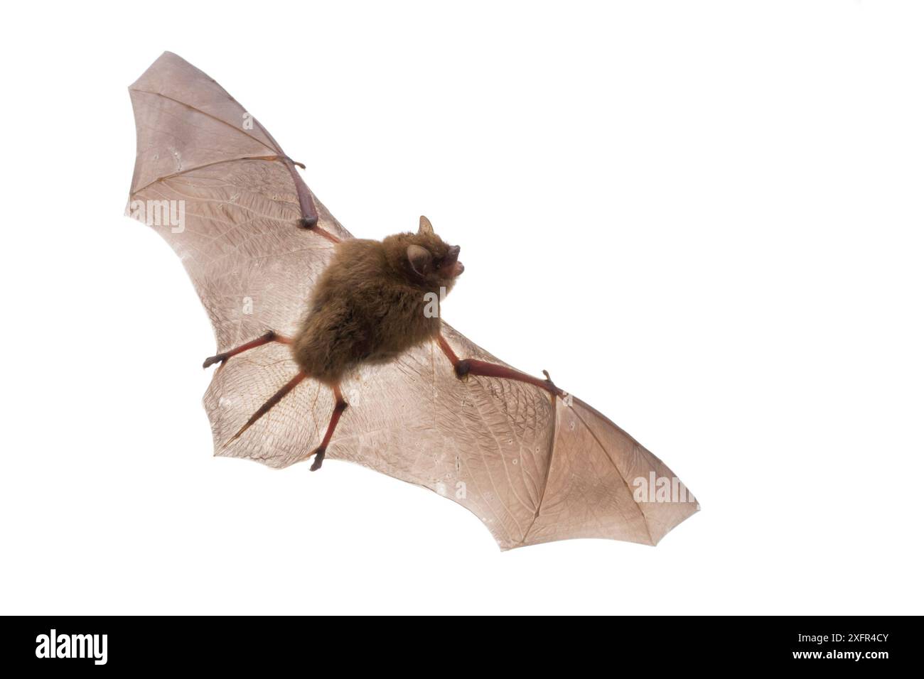 Pipistrelle di banana (Neoromicia nana) in volo, Parco Nazionale di Gorongosa, Sofala, Mozambico. Condizioni controllate Foto Stock