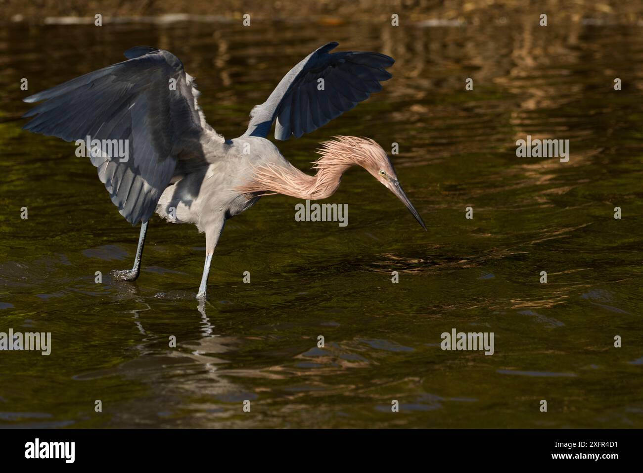 Egret rossastro (Egretta rufescens) nel piumaggio invernale, pesca nella laguna di acqua salata. St. Petersburg, Florida, Stati Uniti, novembre. Foto Stock