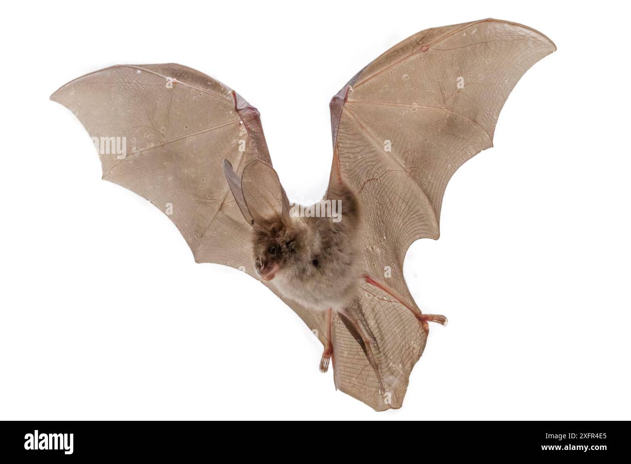 Pipistrello egiziano a fessura (Nycteris thebaica) in volo, Parco Nazionale di Gorongosa, Sofala, Mozambico. Condizioni controllate Foto Stock