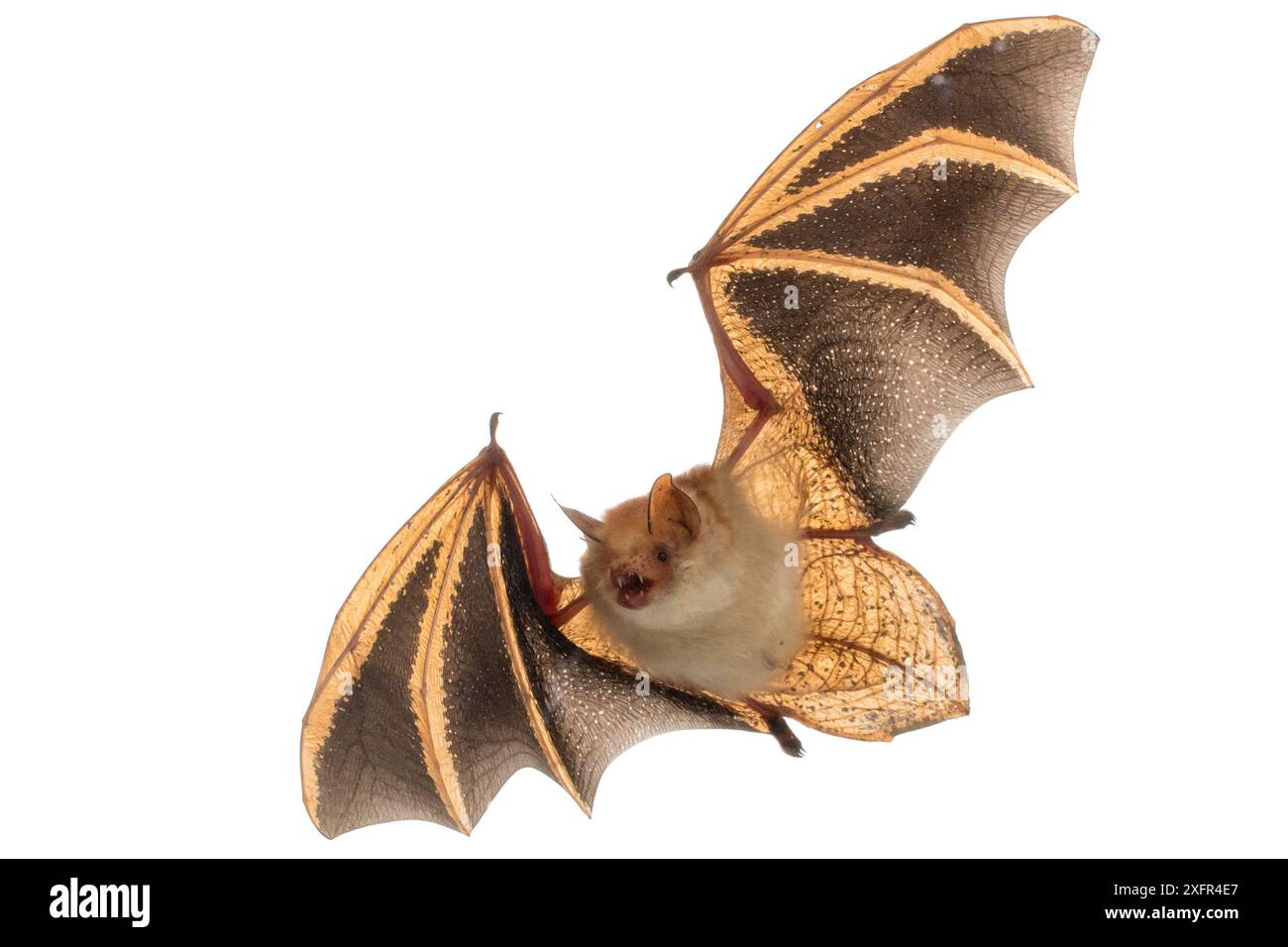 Pipistrello di Welwitsch (Myotis welwitschii) in volo, Bela Vista, Parco Nazionale di Gorongosa, Sofala, Mozambico. Condizioni controllate Foto Stock