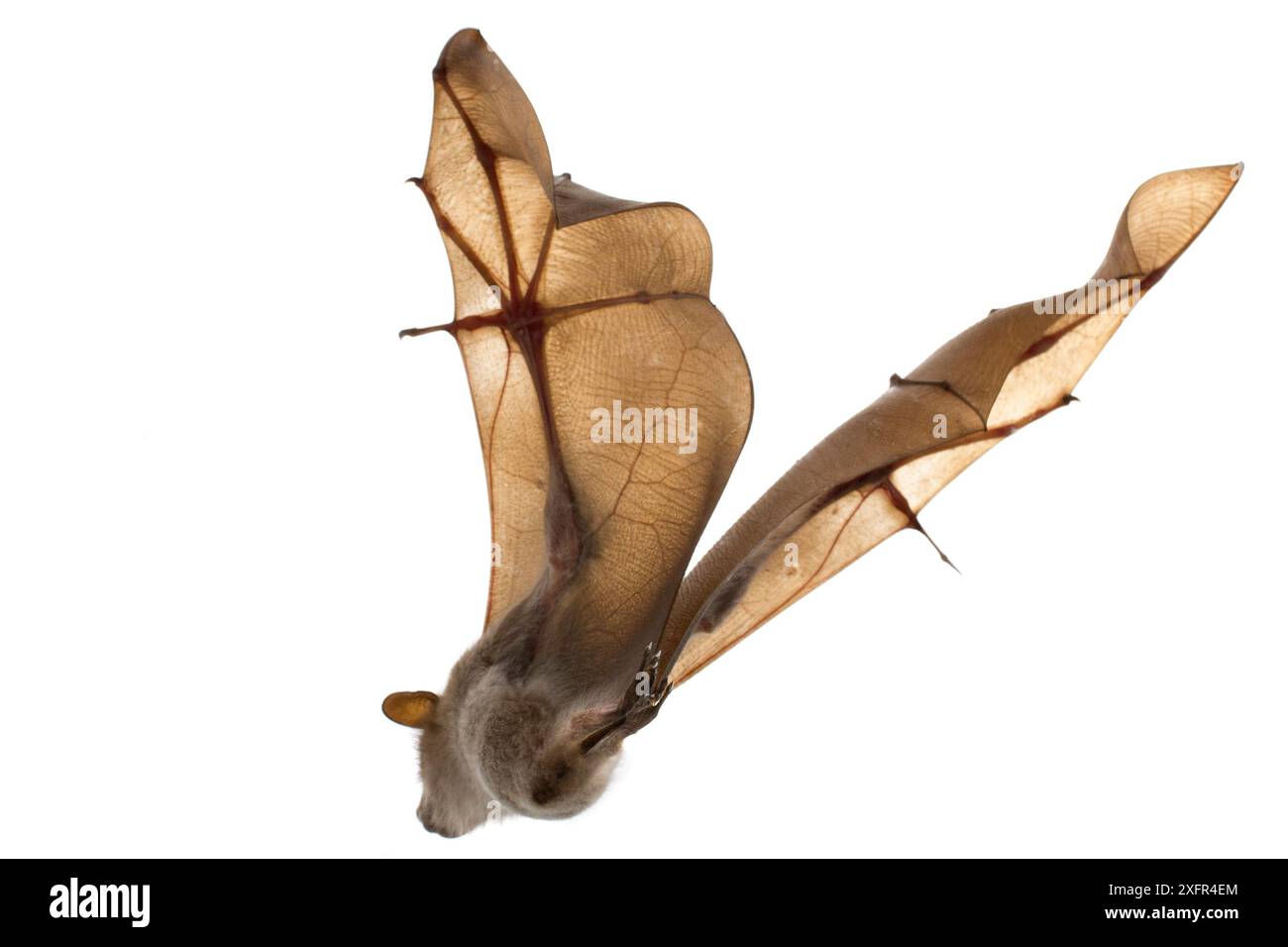 Il pipistrello di frutta di Wahlberg (Epomophorus wahlbergi) in volo, il Parco Nazionale di Gorongosa, Sofala, Mozambico. Condizioni controllate Foto Stock