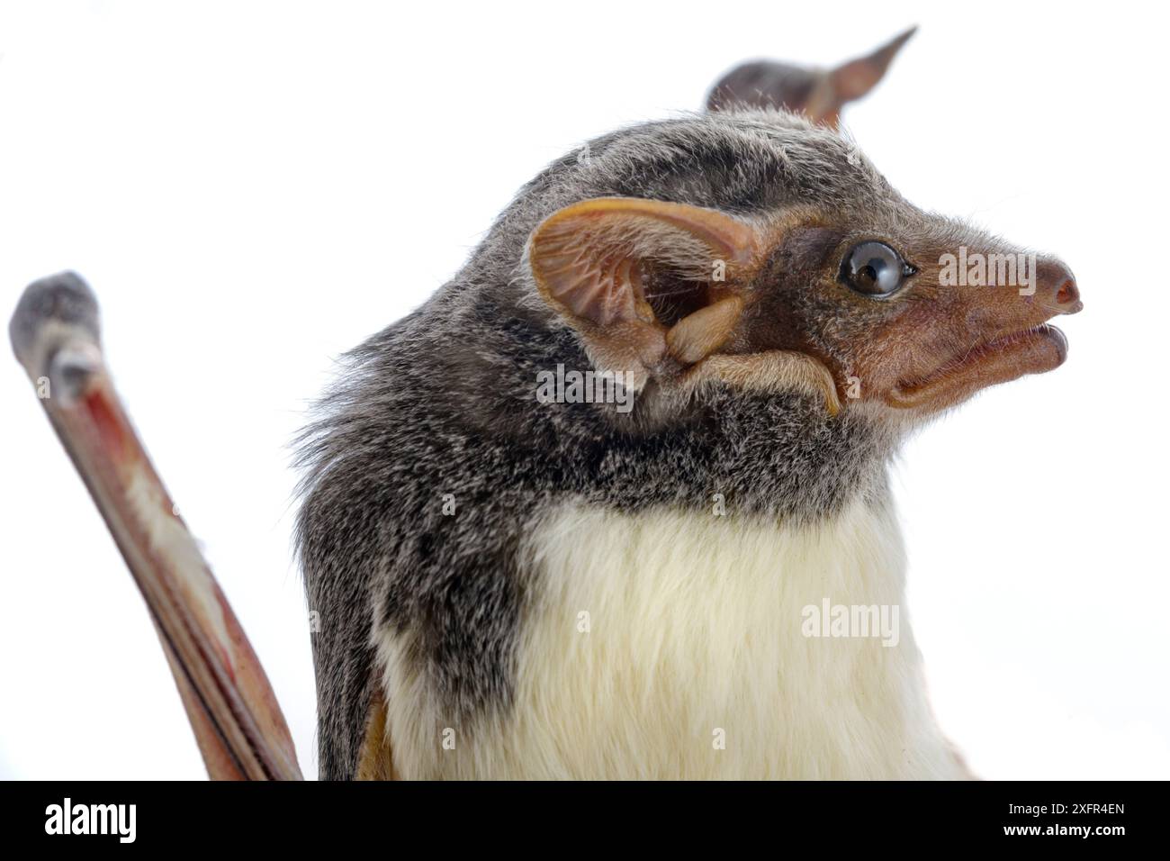 Pipistrello mauriziano (Taphozous mauritianus) Chironde, Sofala, Mozambico. Condizioni controllate Foto Stock