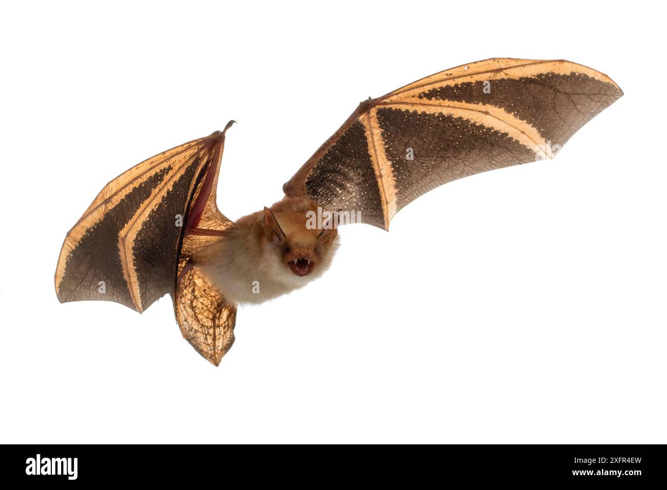 Pipistrello di Welwitsch (Myotis welwitschii) in volo, Bela Vista, Parco Nazionale di Gorongosa, Sofala, Mozambico. Condizioni controllate Foto Stock