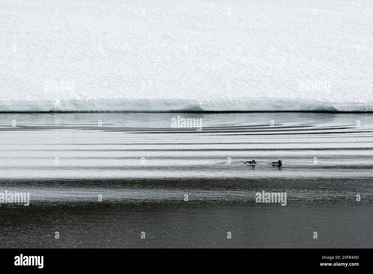 Anatre dalla coda lunga (Clangula hyemalis) Penisola di Varanger, Norvegia, giugno. Foto Stock