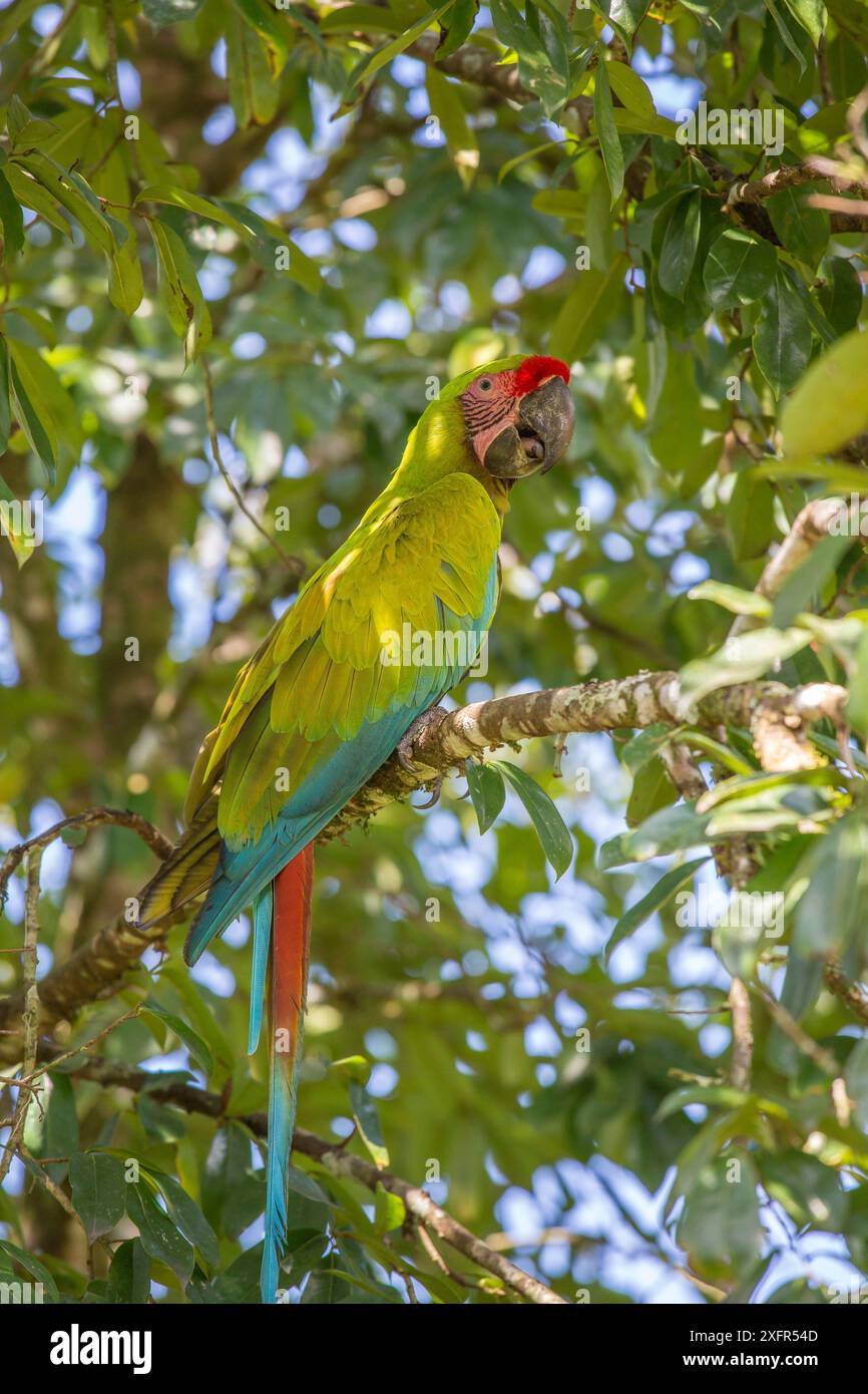Grande Macao verde (Ara ambiguus) la Selva Field Station, Costa Rica. Foto Stock