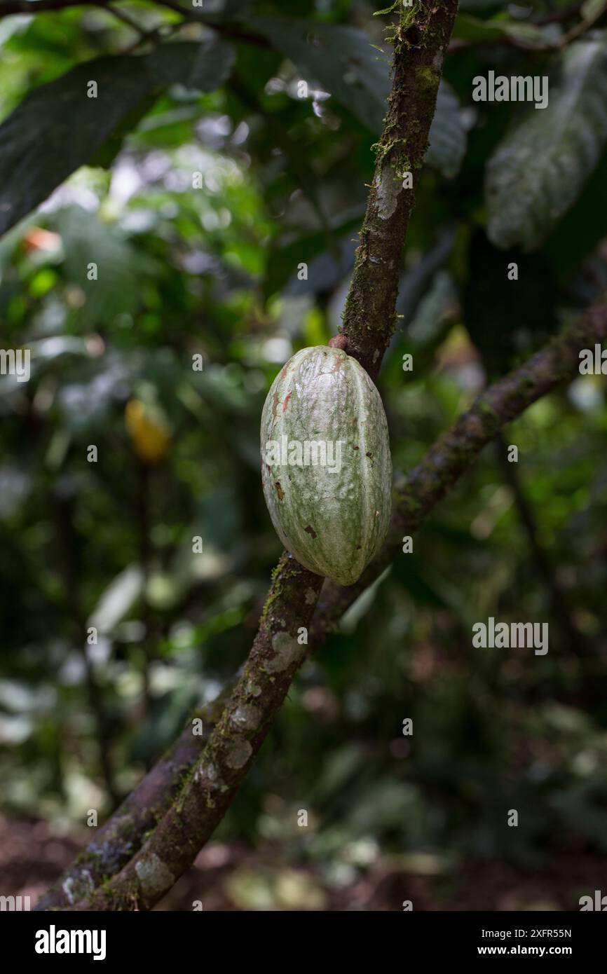 Cacao / pianta di cioccolato (Theobroma cacao) con baccello di semi maturi, Costa Rica. Foto Stock