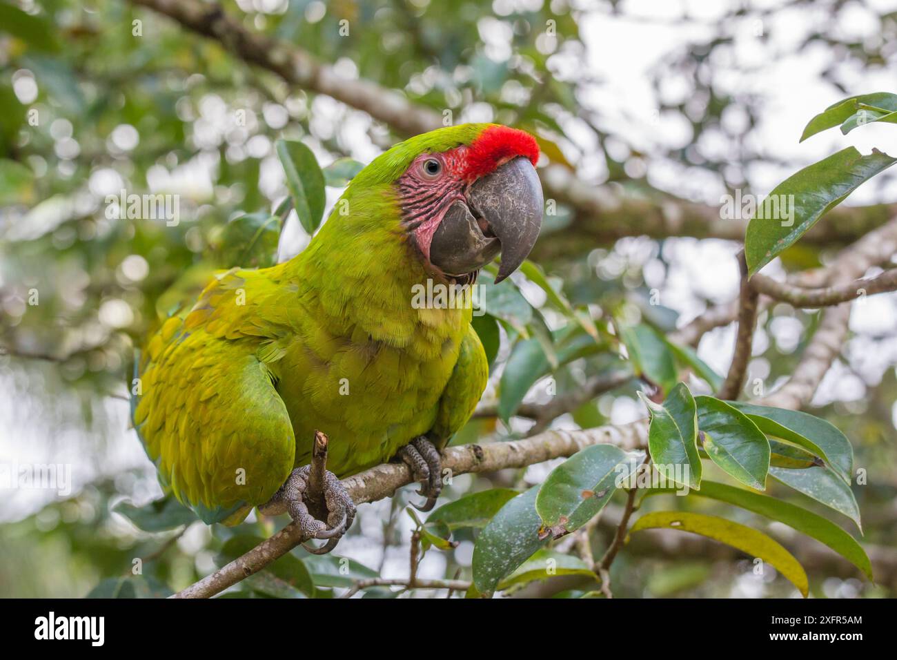 Grande Macao verde (Ara ambiguus) la Selva Field Station, Costa Rica. Foto Stock