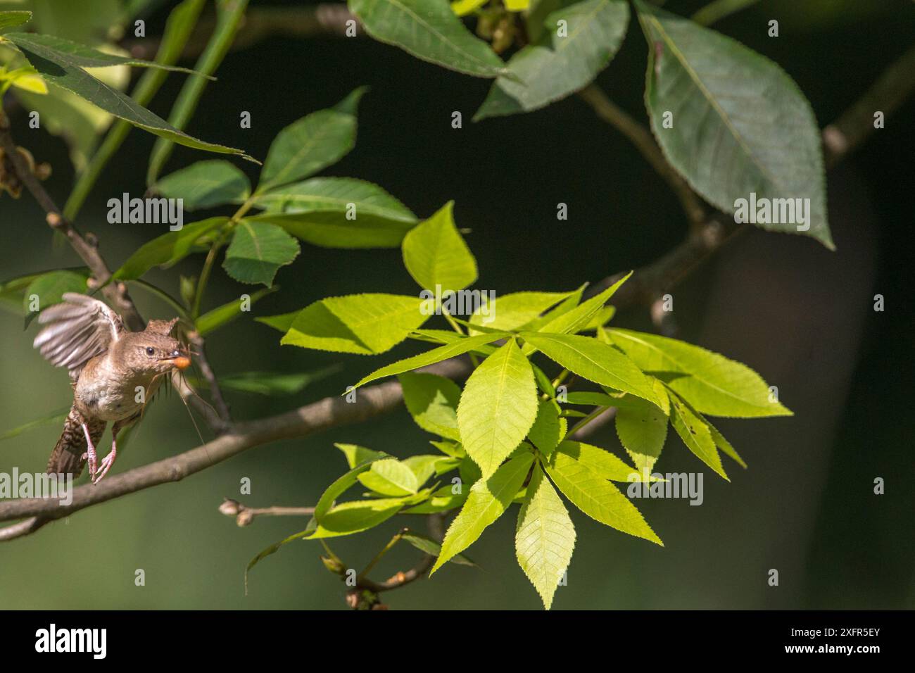 Casa Wren (Troglodytes aedon) che trasporta mietitori preda per giovani, New York, Stati Uniti. Foto Stock