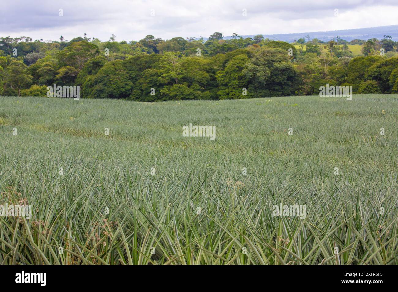 Ananas (Ananas comosus) Field, Costa Rica. Foto Stock