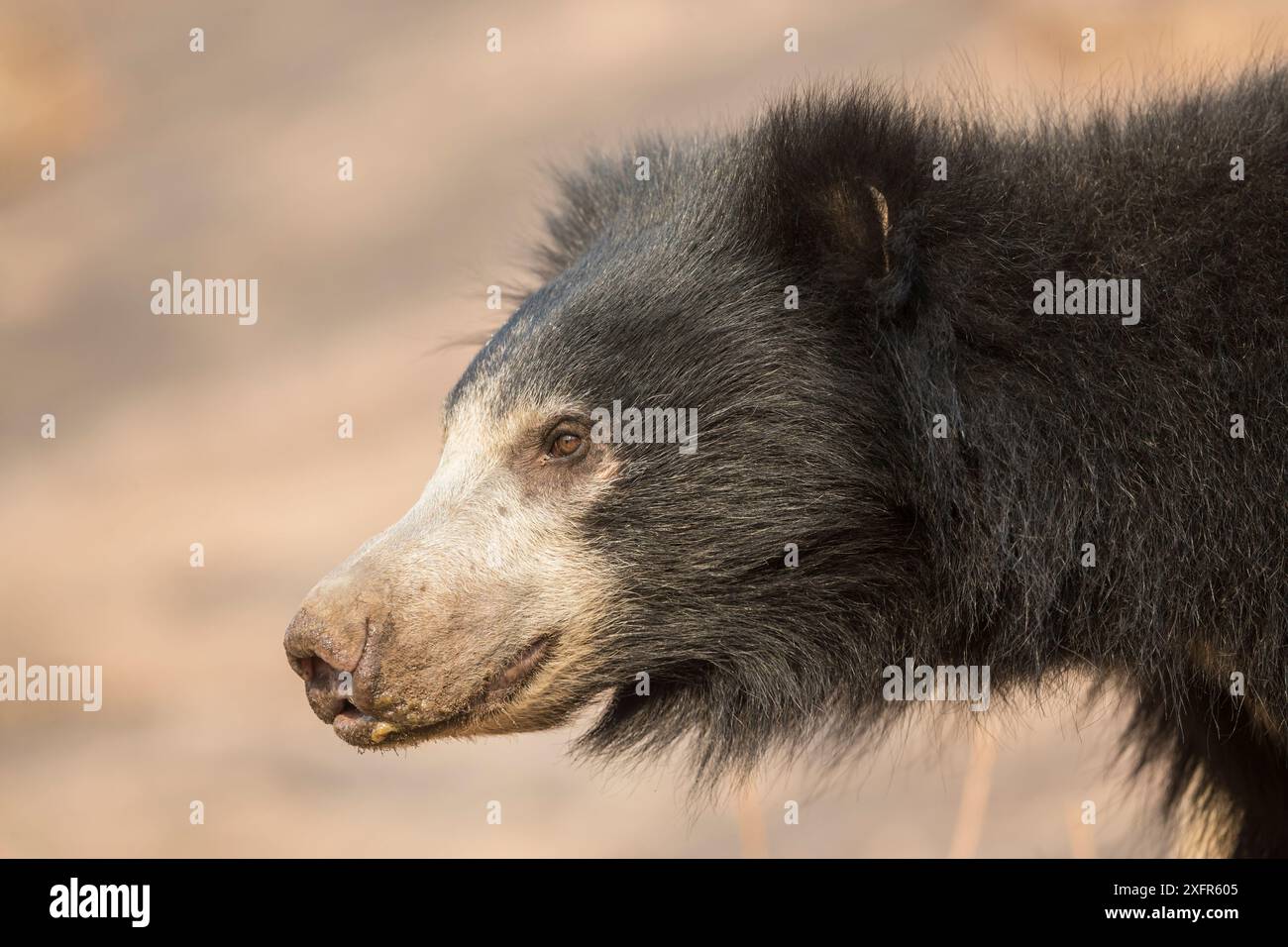 Orso bradipo (Melursus ursinus)profilo ritratto testa, Daroiji Bear Sanctuary, Karnataka, India. Foto Stock