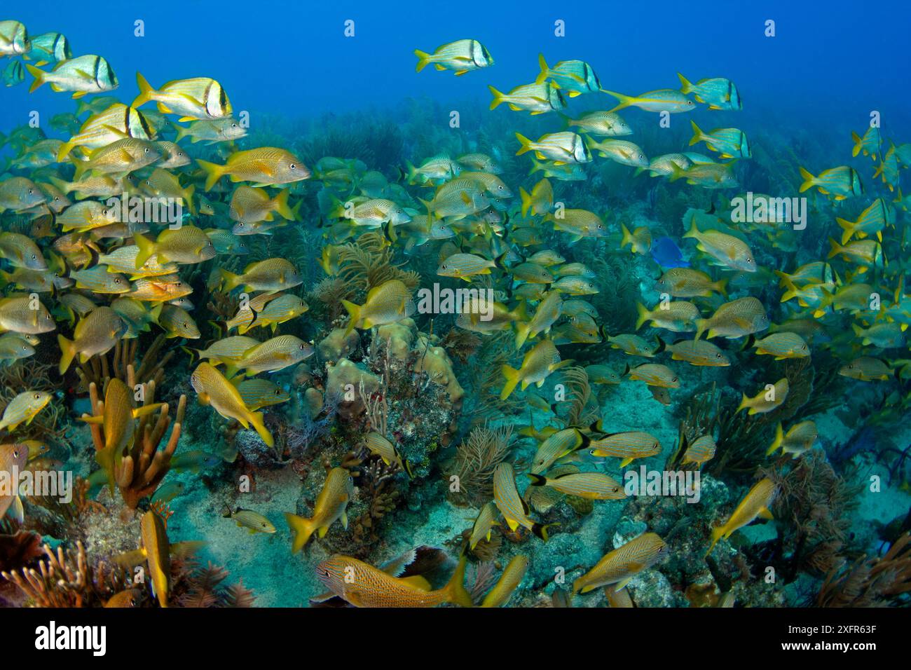 Barriera corallina con branchi misti di pesci tra cui pesci porkfish (Anisotremus virginicus), grunt bluestriped (Haemulon sciurus), Jardines de la Reina, Cuba Foto Stock