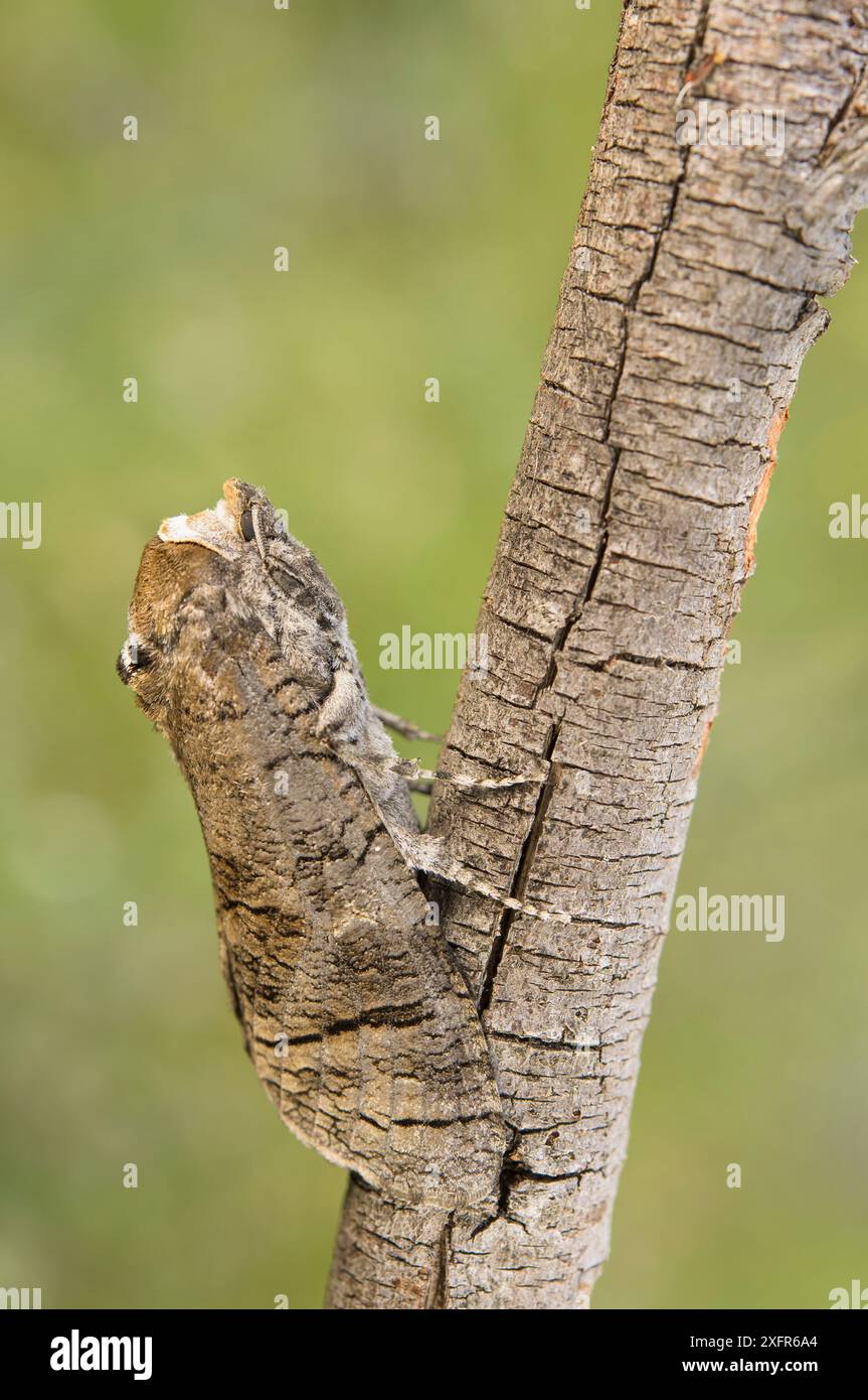 Falena di capra (cossus cossus) mimetizzata su ramoscello, Calabria, Italia. Foto Stock
