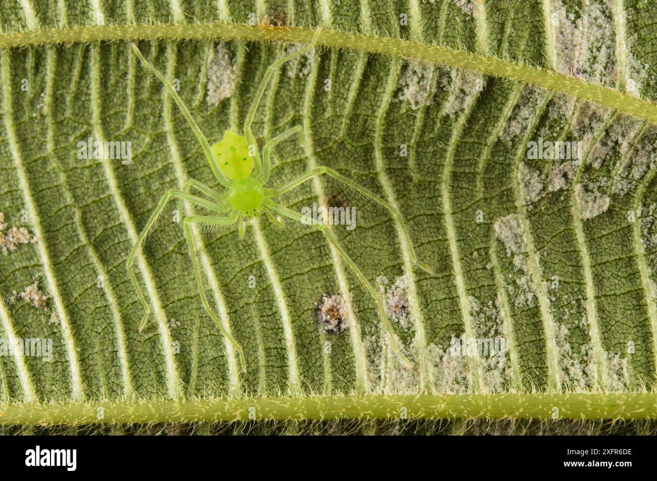 Ragno (Philodromidae) sulla foglia, quando si appiattisce contro la foglia è molto ben mimetizzato, Madagascar Foto Stock