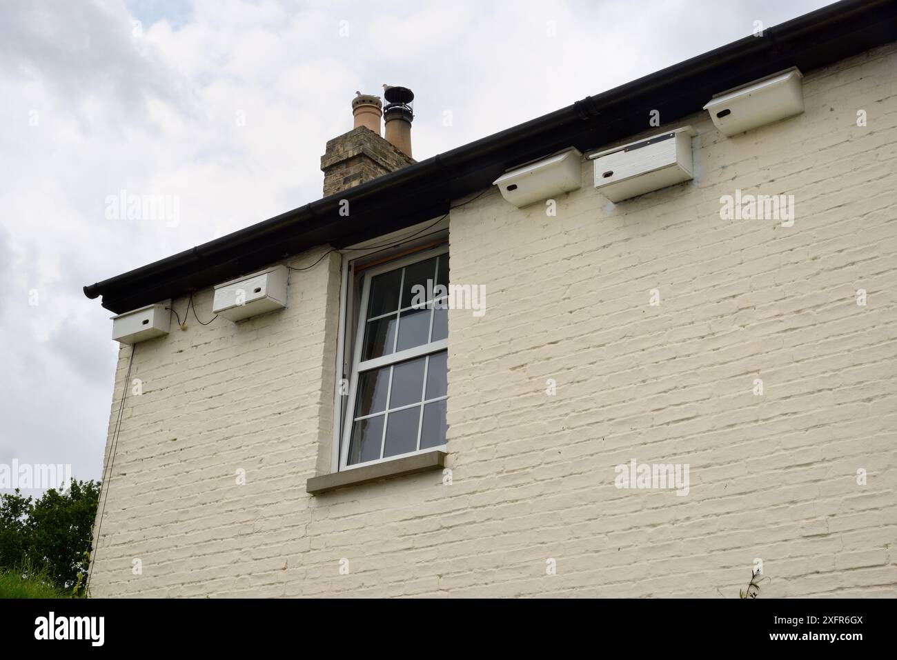 Cinque scatole di nido per i comuni Swifts (Apus apu) attaccate sotto le grondaie di una casa, Milton, Cambridge, Regno Unito, luglio. Foto Stock