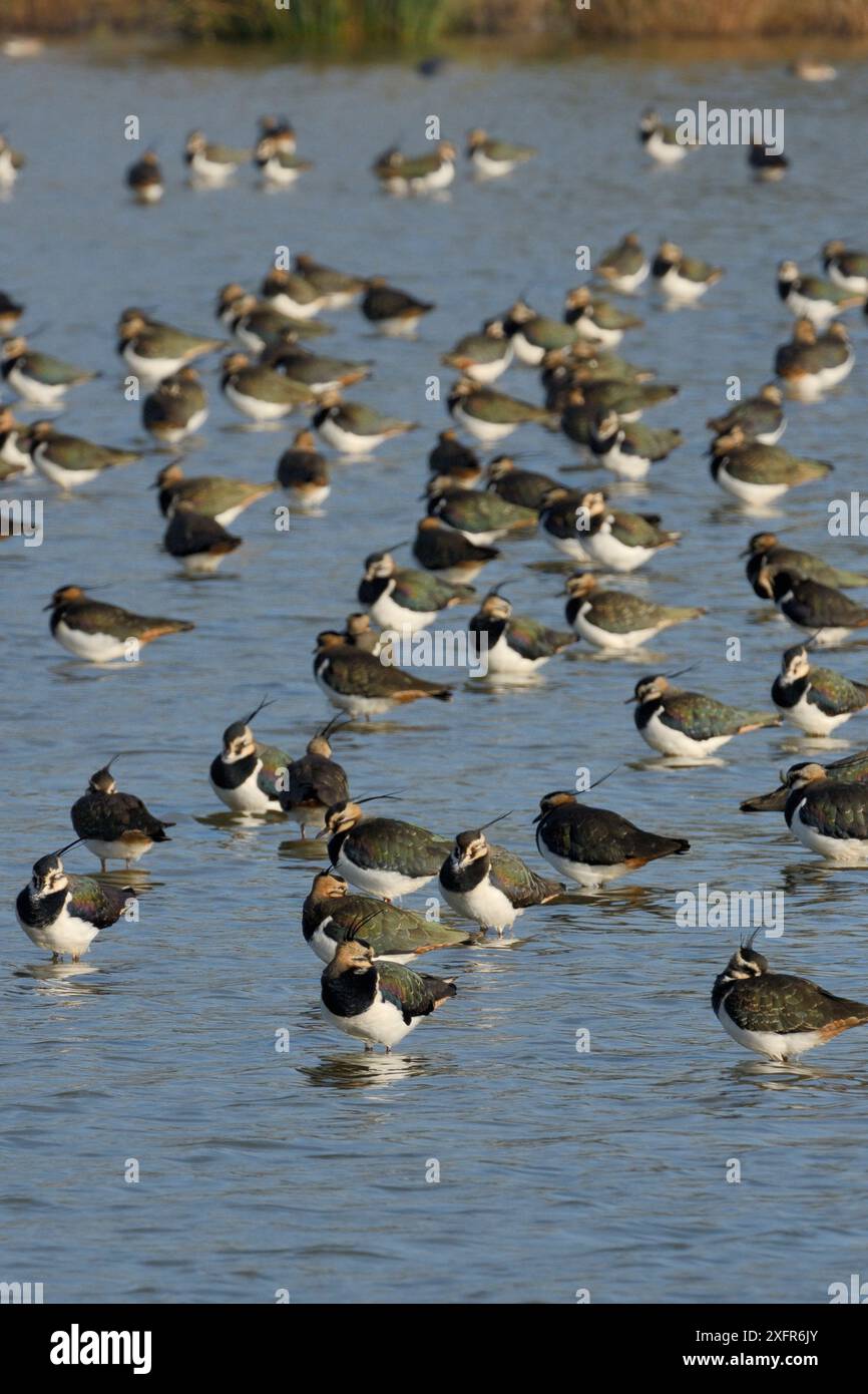 Pavoncella (Vanellus vanellus) gregge di riposo in un poco profondo lago di acqua dolce, Gloucestershire, UK, febbraio. Foto Stock
