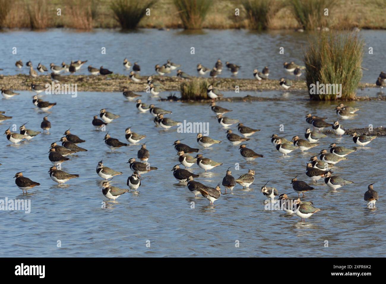 Pavoncella (Vanellus vanellus) gregge di riposo in un poco profondo lago di acqua dolce, Gloucestershire, UK, febbraio. Foto Stock