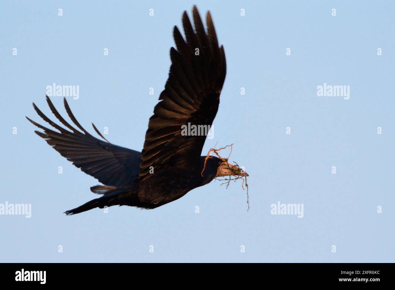 Rook (Corvus frugilegus) volando con ramoscelli che ha raccolto per il suo nido, Cornovaglia, Regno Unito, marzo. Foto Stock