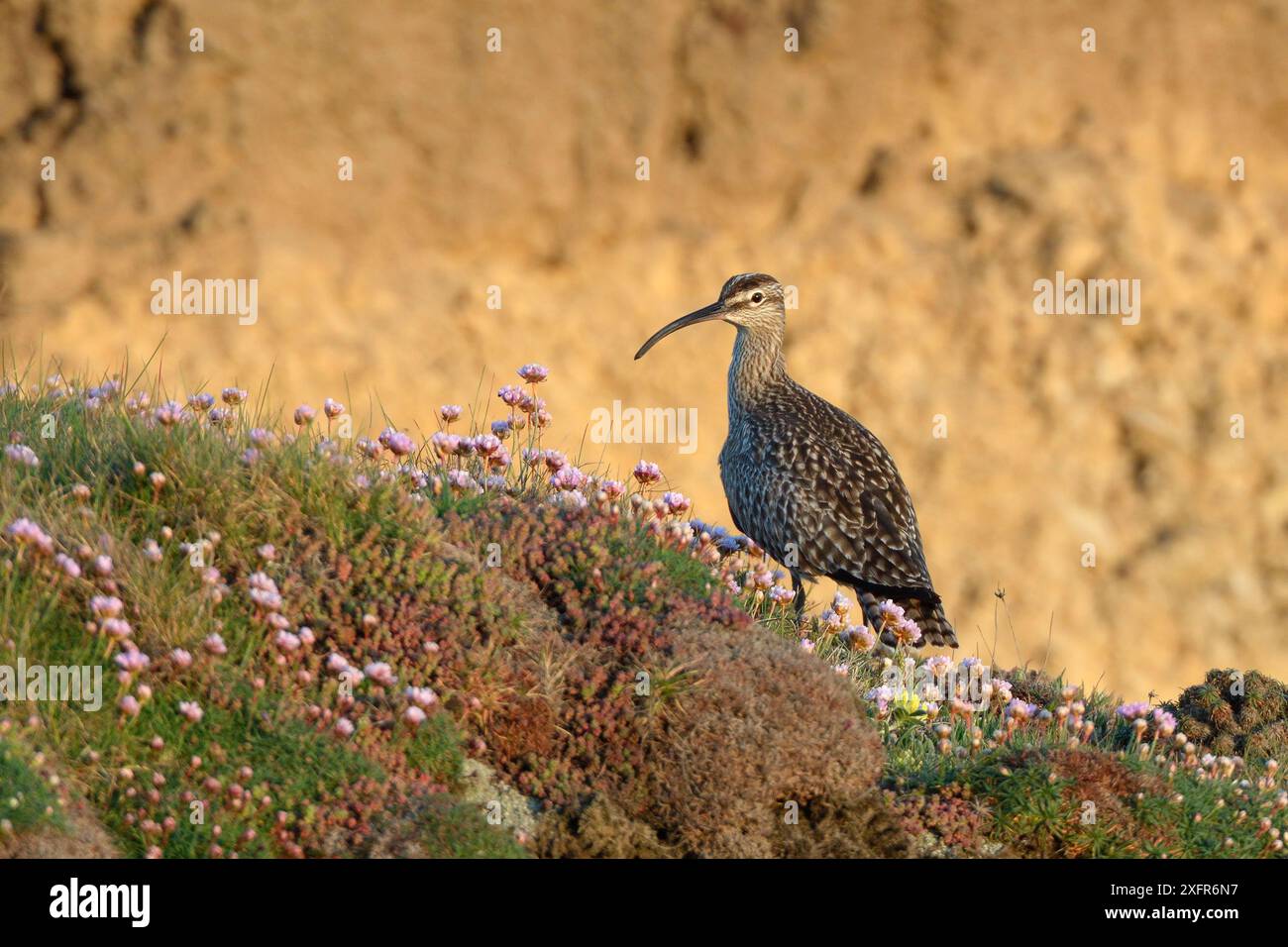 Whimbrel (Numenius phaeopus) che poggia sul bordo della scogliera tra i fiorenti Sea Thrift (Armeria maritima) al crepuscolo durante il periodo di migrazione primaverile, Cornovaglia, Regno Unito, maggio. Foto Stock
