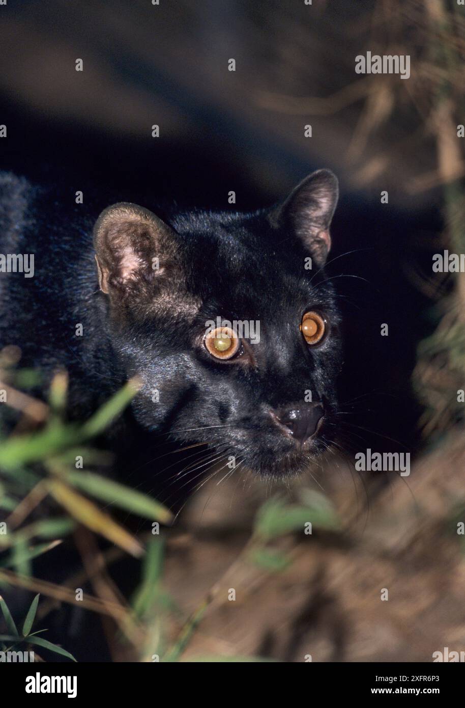 Il gatto dorato asiatico (Pardofelis temmincki) di Temminck si trova nel sud-est asiatico. Black Phase, Forestry Department Wildlife Rescue Centre, Thailandia. Foto Stock