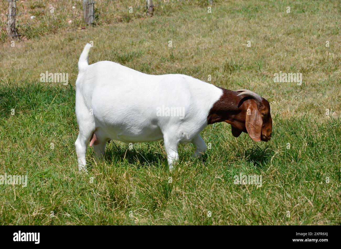 Capra grossa boera che pascolano nei verdi pascoli dell'azienda Foto Stock