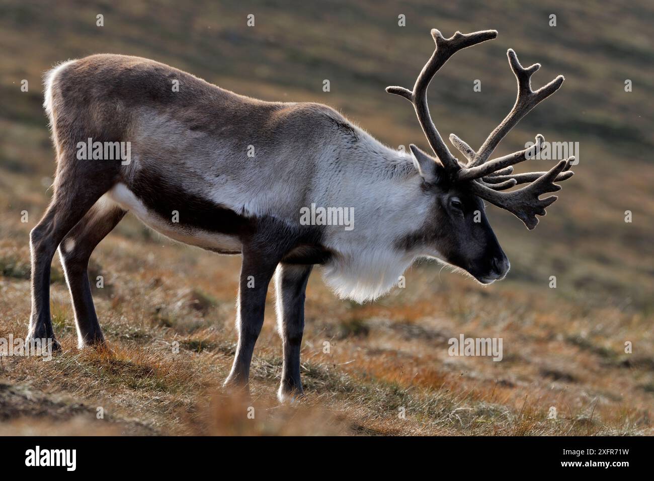 Renna (Rangifer tarandus), renna con palchi in velluto, reintrodotta la mandria di renne di Cairngorm, Parco Nazionale di Cairngorm, Speyside, Scozia. Ottobre Foto Stock