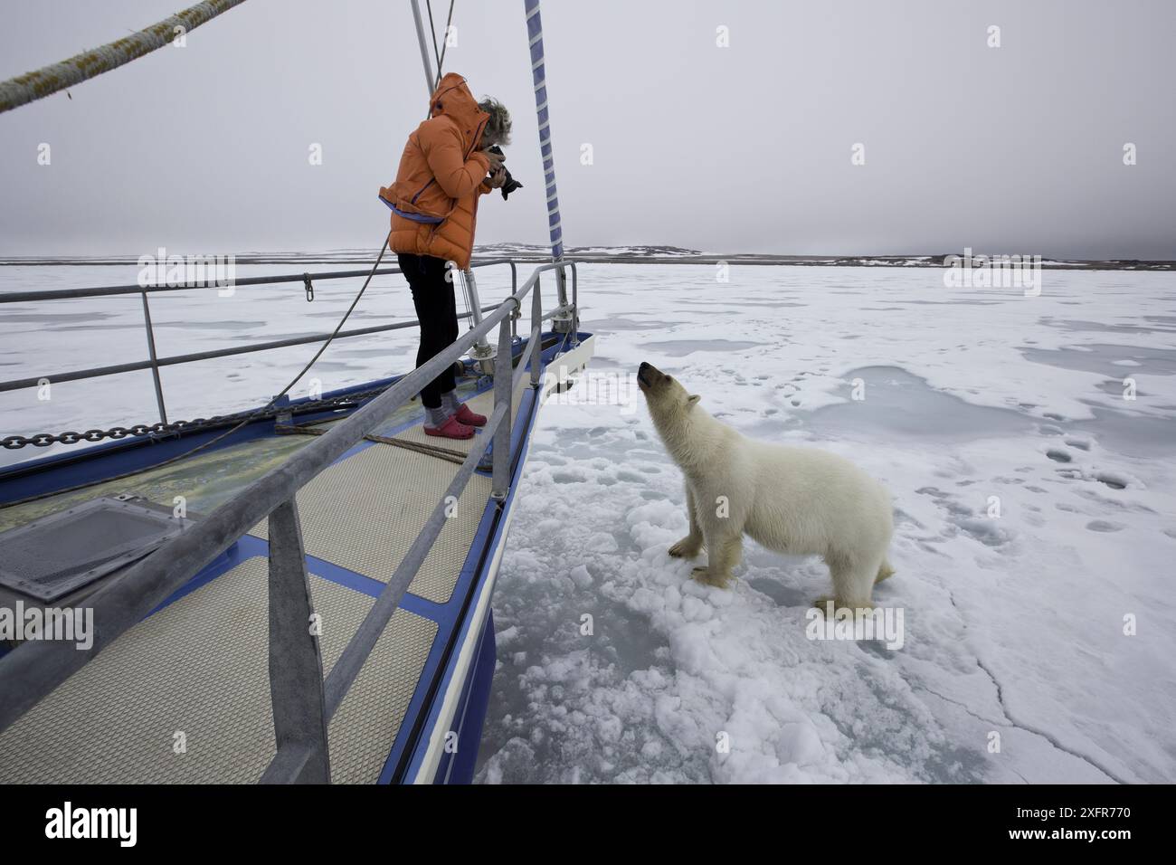 Orso polare (Ursus maritimus) si avvicina alla barca con curiosità, con fotografo che scatta foto, Spitsbergen, Svalbard, Norvegia, Oceano Artico. Foto Stock