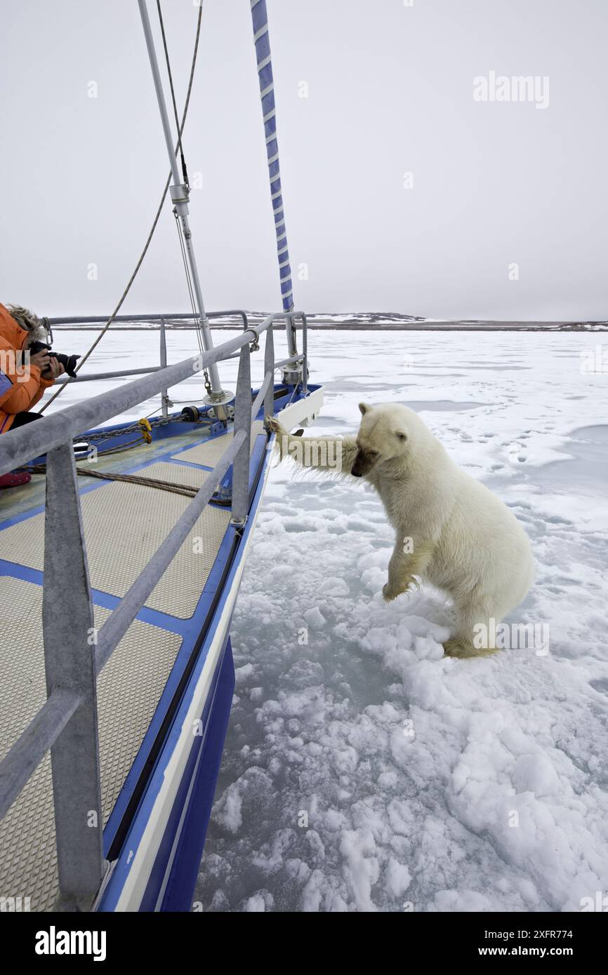 Orso polare (Ursus maritimus) si avvicina alla barca con curiosità, con fotografo che scatta foto, Spitsbergen, Svalbard, Norvegia, Oceano Artico. Foto Stock