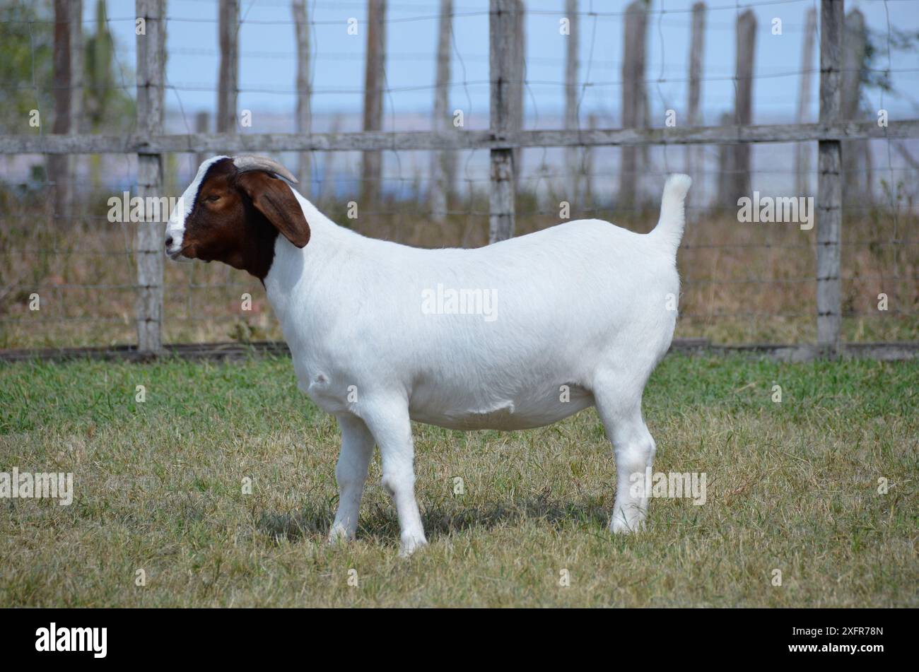 Bellissime capre boere nella fattoria Foto Stock