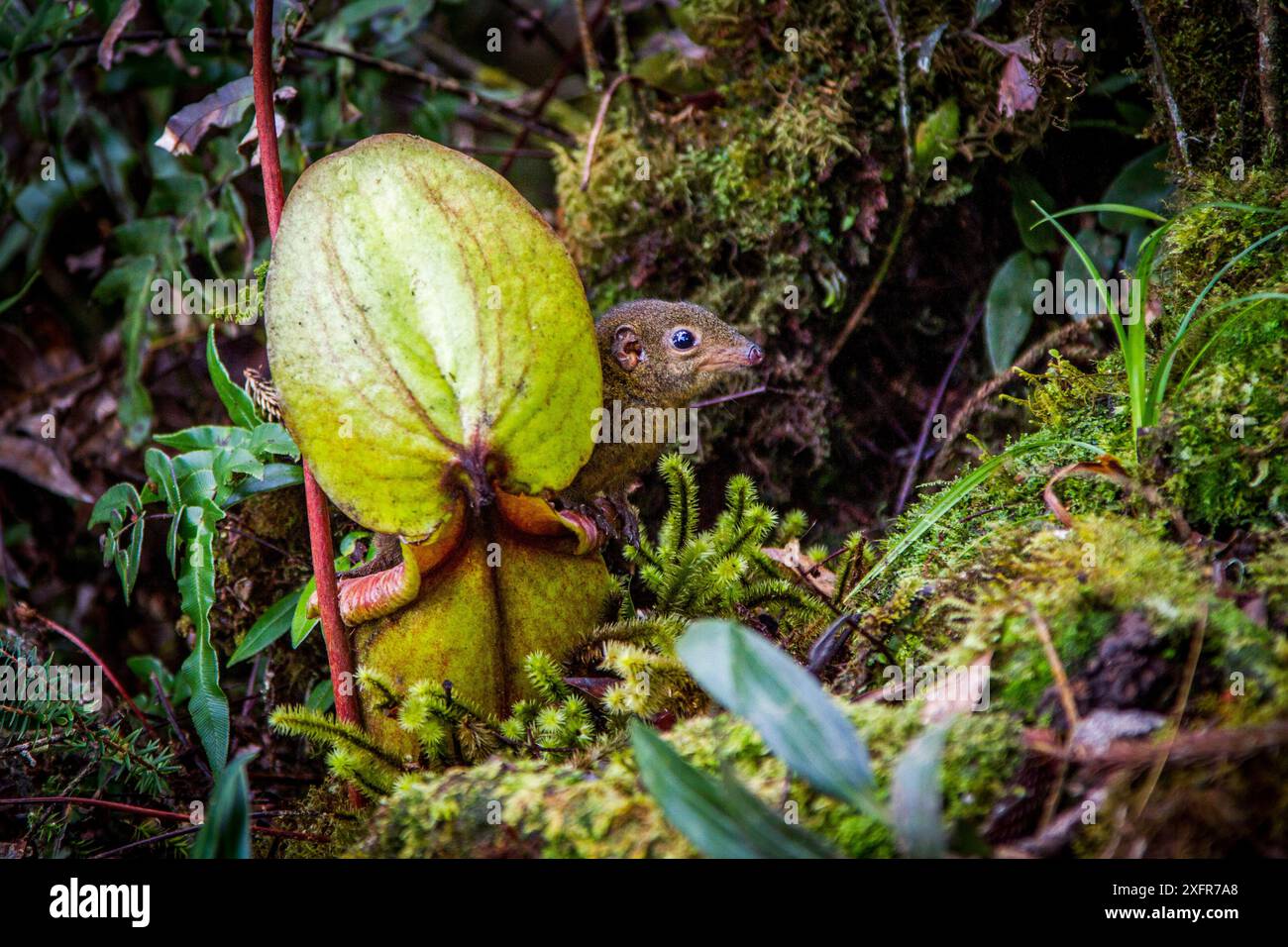 Struttura di montagna Megera (Tupaia montana) alimentazione su nectar secreto dall'endemica pianta brocca (Nepenthes kinabaluensis) Foreste montane (a 2200m-3000m), piste di Mt Kinabalu. Parco Kinabalu, Sabah Borneo, Malaysia Foto Stock