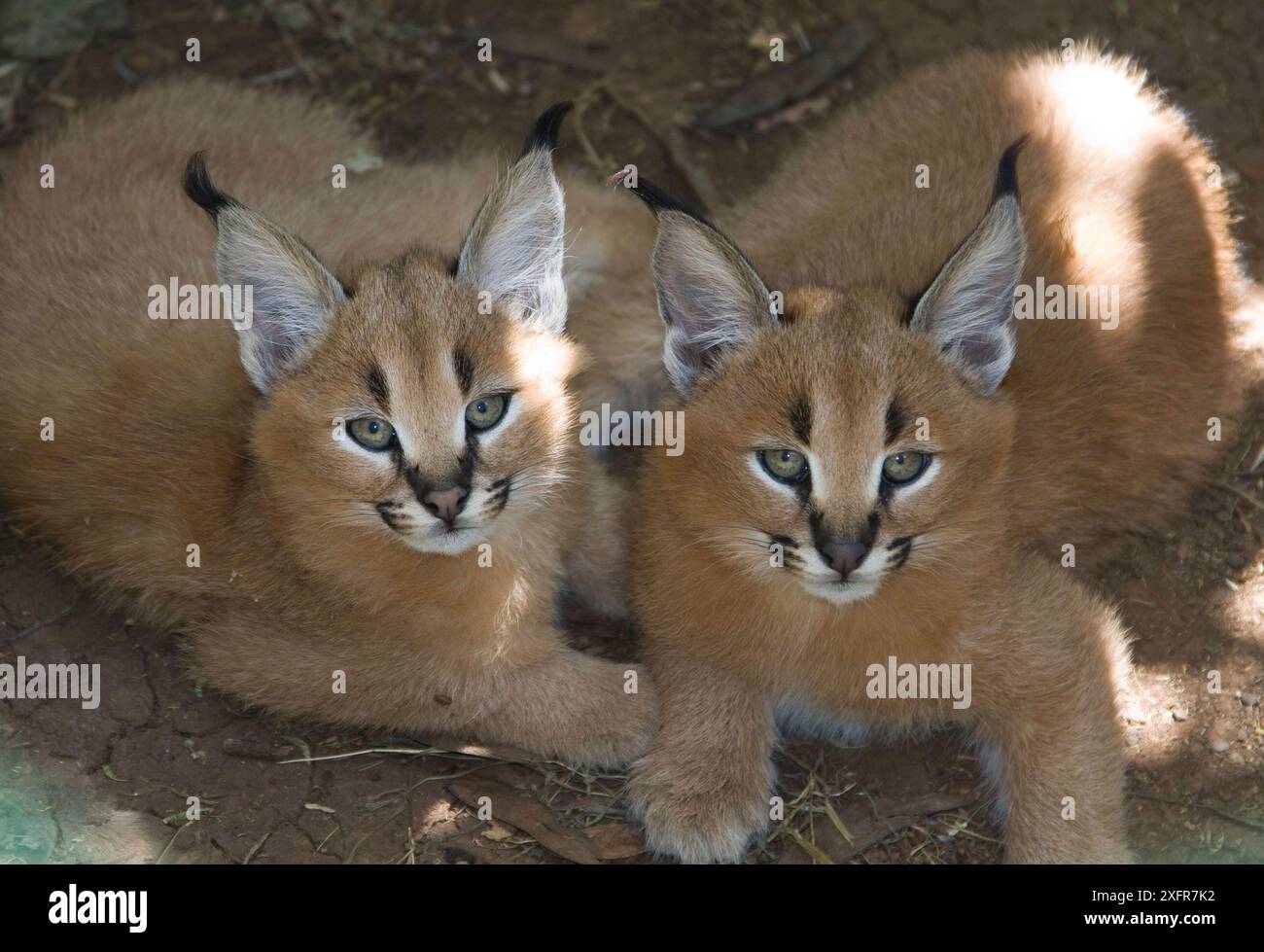 Caracal (Caracal caracal) due giovani orfani che riposano, Kenya. Foto Stock