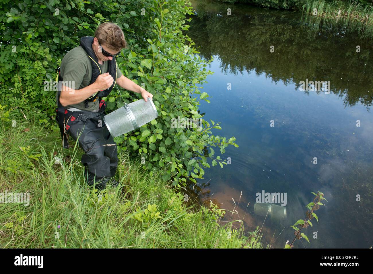Agente della pesca dell'Agenzia ambientale che rilascia trappole Minnow da un bacino di irrigazione, durante il programma nazionale per eradicare il gudgeon di Topmouth, Herefordshire, Inghilterra, Regno Unito, luglio 2017. Foto Stock