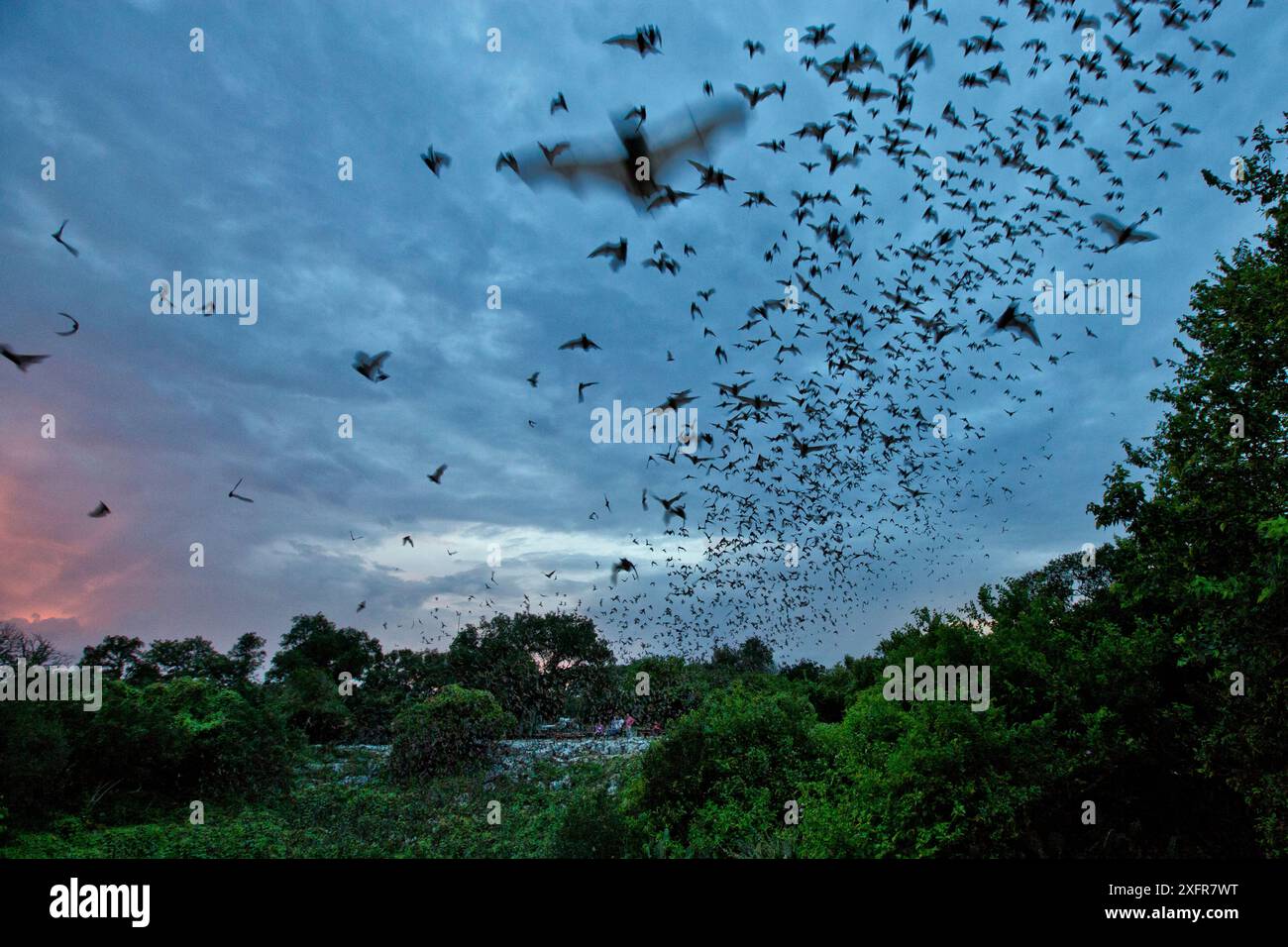 Pipistrelli messicani dalla coda libera (Tadarida brasiliensis) che lasciano la colonia di maternità di notte per nutrirsi, Bracken Cave, San Antonio, Texas, Stati Uniti, giugno. Bracken Cave è la più grande colonia di maternità di pipistrelli del mondo. Foto Stock